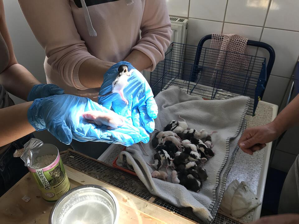 Illegaler Tiertransport mit mehr als 7000 Tieren gestoppt