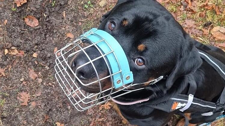Tierheim N&uuml;rnberg: Pech-Hund Chapo erneut "im Stich gelassen"