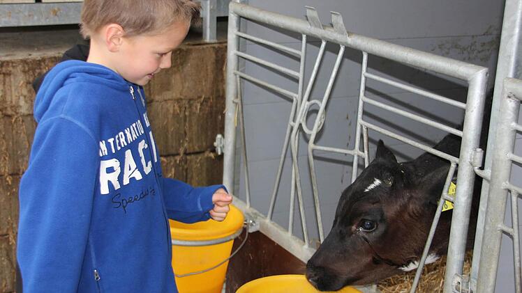 Julian war begeistert, weil dieses Kalb ihm aus der Hand fraß und ihn auch abschleckte.