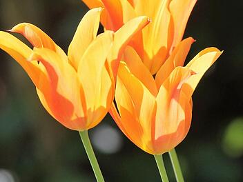 Die Zwiebeln von botanischen Tulpen sind von Natur aus ziemlich klein. Symbolbild: Jupp Schröder