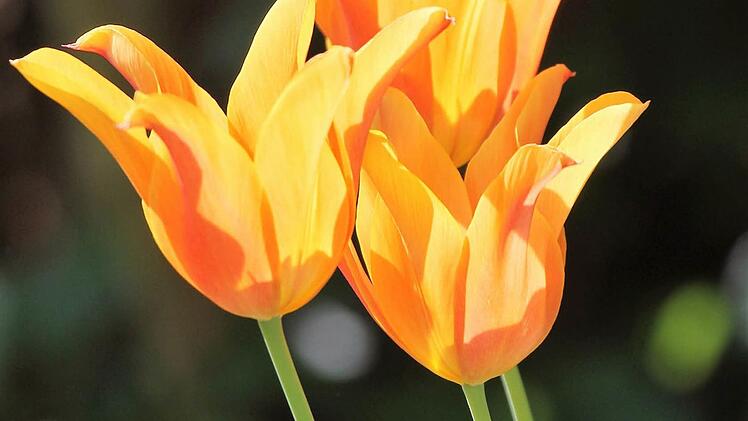 Die Zwiebeln von botanischen Tulpen sind von Natur aus ziemlich klein. Symbolbild: Jupp Schröder
