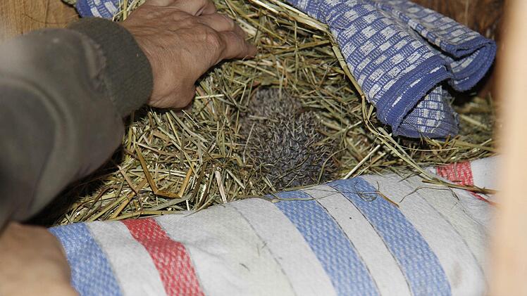 Die Igel brauchen in ihrem Stall viel Stroh für ihren Bau. Foto: Melina-Maria Münchow