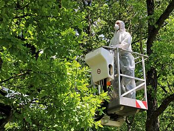Am Verlobungstempel in Münnerstadt bekämpfte am Dienstag der Mitarbeiter einer Fachfirma den Eichenprozessionsspinner.  Foto: Dieter Britz