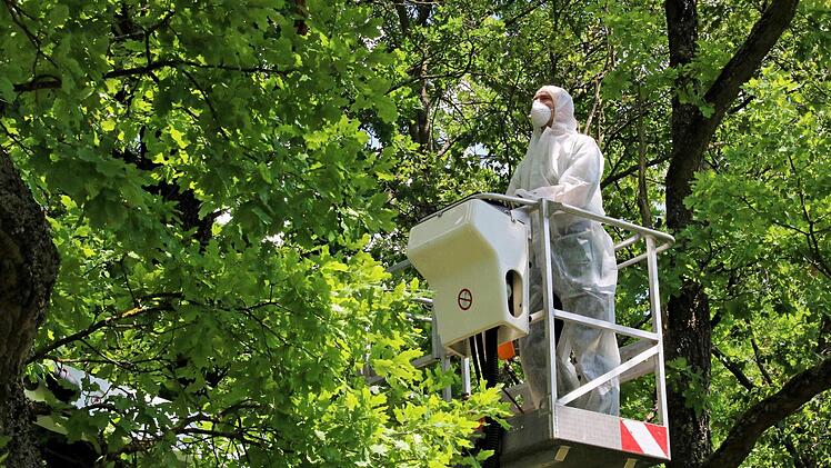 Am Verlobungstempel in Münnerstadt bekämpfte am Dienstag der Mitarbeiter einer Fachfirma den Eichenprozessionsspinner.  Foto: Dieter Britz