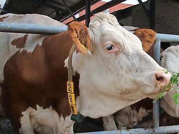 Es geht um eine geplante Rindermastanlage in Kairlindach. Die Rinder, die schon in Kairlindach stehen, bekommen von dem Wahnsinn um sich herum nicht viel mit. Foto: Anna-Lena Deuerling/Archiv