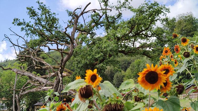 Die Farbenpracht der Blühwiese neben der König Ludwig-Eiche lädt zum Durchatmen ein.  Foto: Julia Raab
