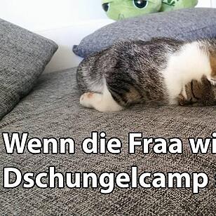 29 fränkische Katzen, die dich verstehen