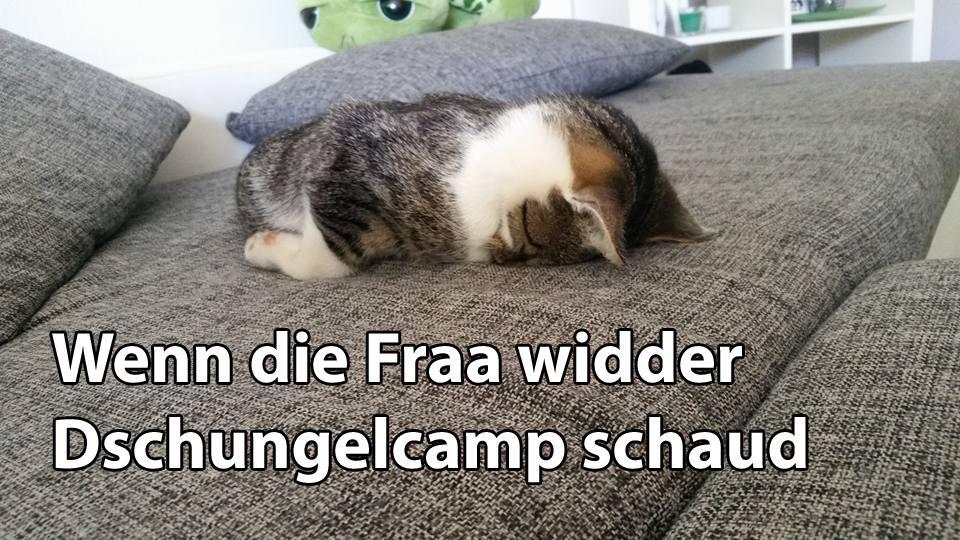 29 fränkische Katzen, die dich verstehen