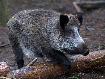 In Baden-Württemberg ist es am Wochenende zu einer Wildschwein-Attacke gekommen. Das Tier rannte anschließend durch den Ort im Landkreis Ludwigsburg. Die Polizei verfolgte das Schwein per Hubschrauber.  Symbolbild: Ralf Hirschberger/dpa