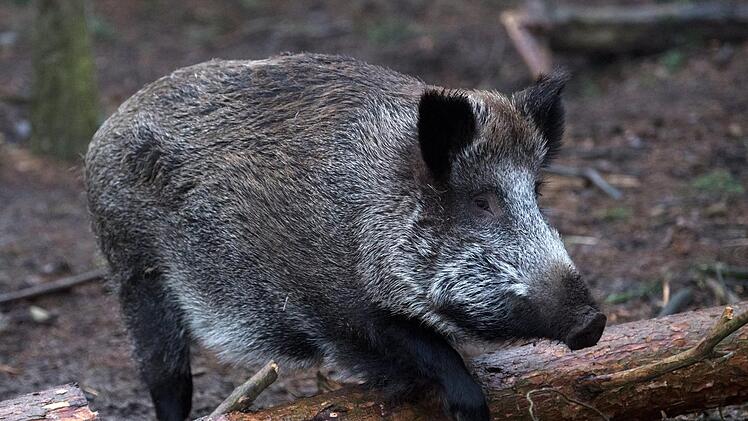 In Baden-Württemberg ist es am Wochenende zu einer Wildschwein-Attacke gekommen. Das Tier rannte anschließend durch den Ort im Landkreis Ludwigsburg. Die Polizei verfolgte das Schwein per Hubschrauber.  Symbolbild: Ralf Hirschberger/dpa