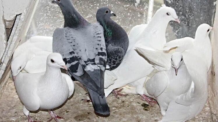 Aufregung im Taubenschlag der Familie Schelhorn wenn Besuch kommt. Da flattern die schneeweißen Tiere im Schlag hin und her. Foto: Helmut Will