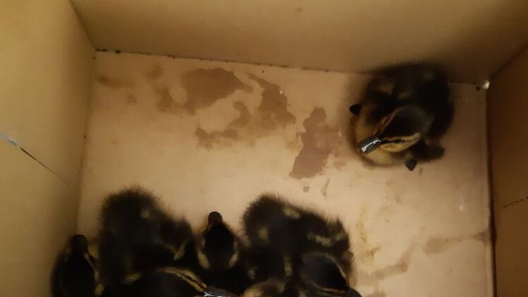 Ein Polizeibeamter wird Enten-Papa