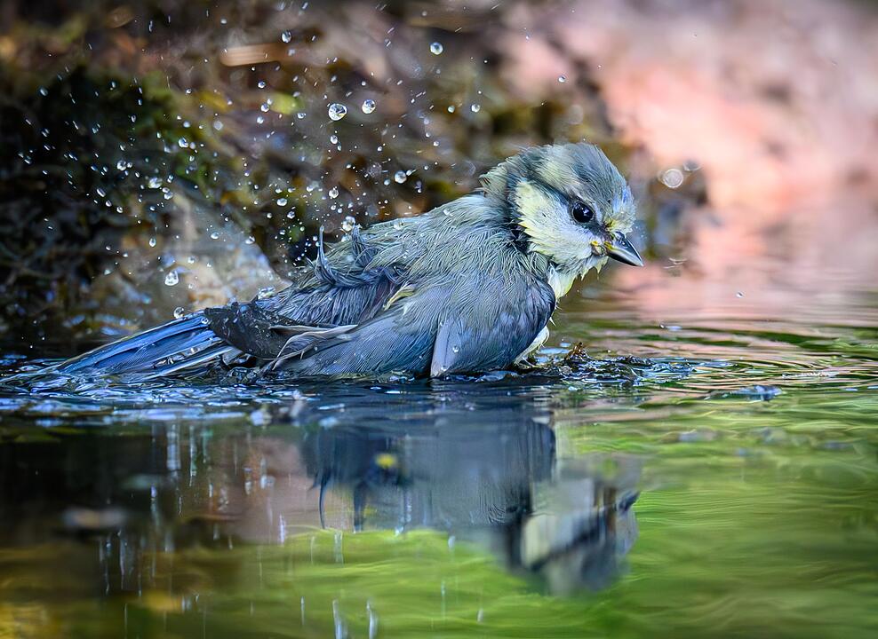 Hitze in Deutschland - V&ouml;gel