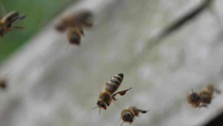 Die Bienen schwirren vor der Öffnung des Bienenkastens.  Foto: Friedwald Schedel