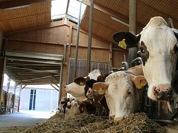 Die Milchkühe der Kreßmanns fressen ihr Futter im hellen, luftigen Freilaufstall in Wiesenbronn.   Fotos: Sabine Paulus