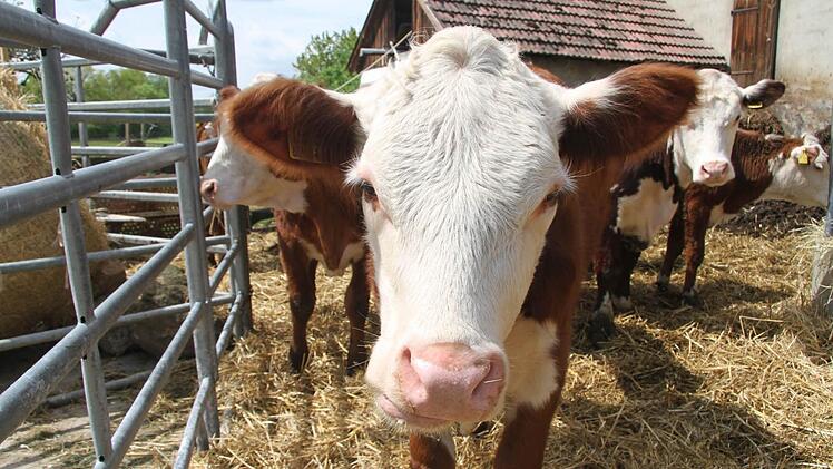 Geduldig ließen die Kälbchen sich tätscheln. Foto: Sonja Adam