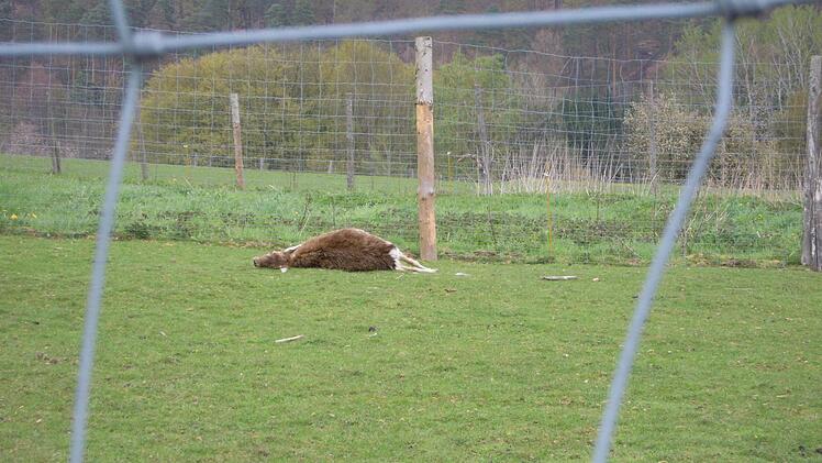 Neun tote Tiere über das gesamte Gelände verteilt: im Dammwildgehege von Familie Karg zeigt sich am Morgen ein Bild des Grauens. Foto: Julia Raab