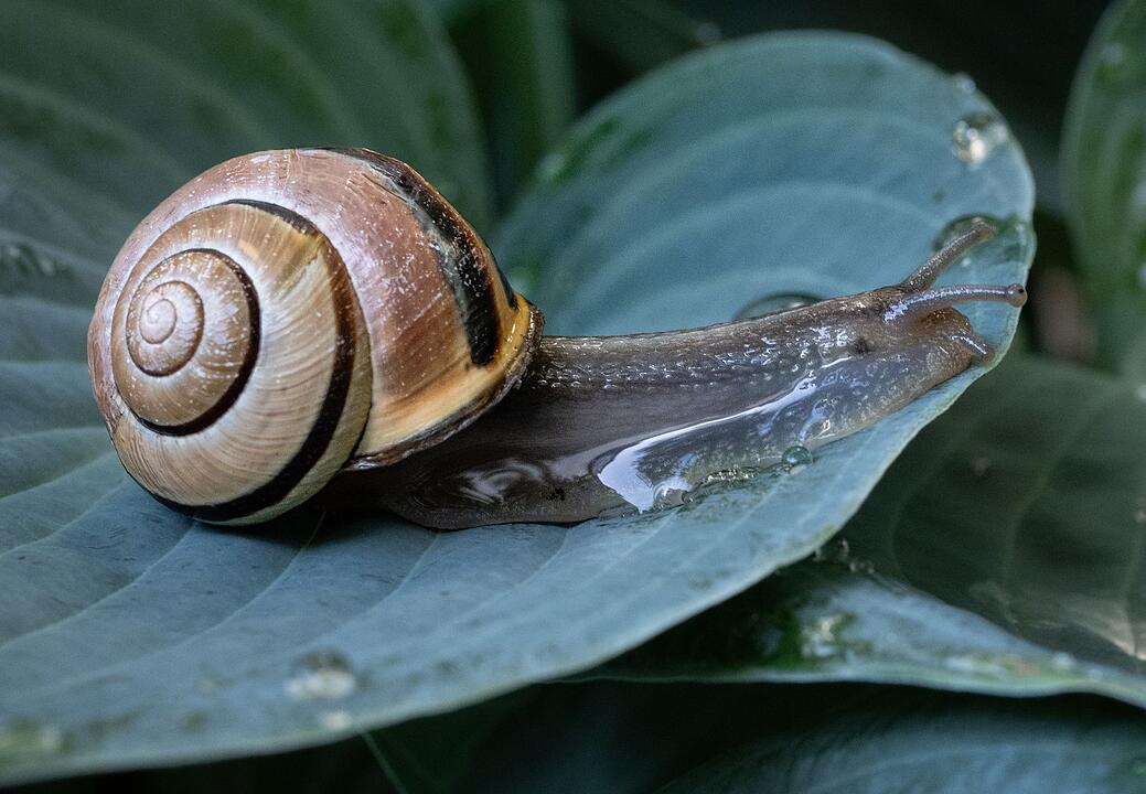 Schnecke in Wassertropfen