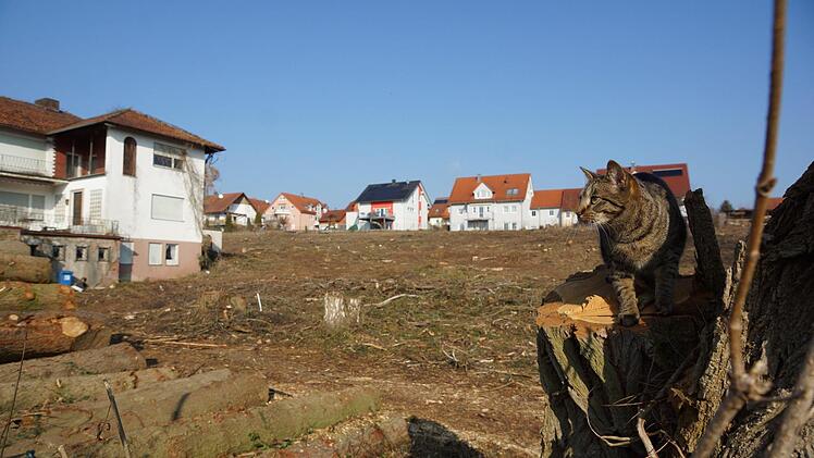 Da wundert sich die Katze: Vor kurzem waren doch hier noch B&auml;ume? Ein Hektar Wald zwischen Quellenstra&szlig;e, H&ouml;llgraben und Hurschelwiese wurde gerodet, um Platz f&uuml;r zw&ouml;lf bis 14 Baupl&auml;tze zu schaffen. Jetzt hat der Betrachter freie Sicht auf die Jedicke-Villa (links). Foto: Arkadius Guzy