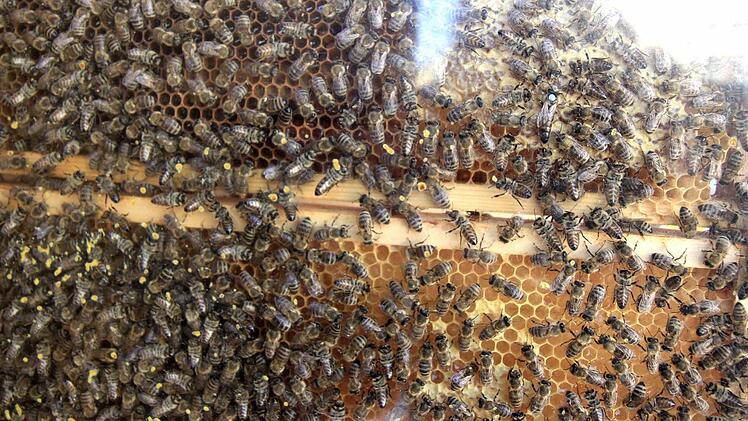 Foto: Richard S&auml;nger