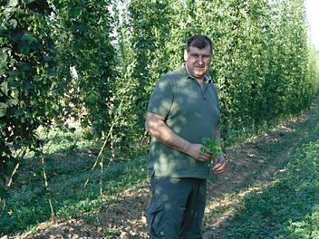 Jagdpächter Hans Derbfuß mit einem Ölrettich, der zwischen Hopfenreihen angesät ist.  Der Ölrettich bietet Futter und zugleich Feuchtigkeit. Foto: Petra Malbrich