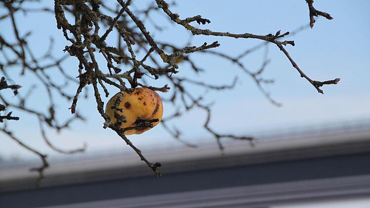 Letzter Gruß des Herbstes... Foto: Ulrike Müller