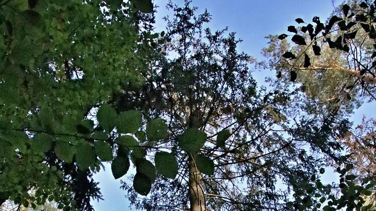 Der Stamm dieser Fichte sieht noch gesund aus, obwohl in der Krone die Nadeln gelb sind und bei Erschütterung herabrieseln.Helmut Will