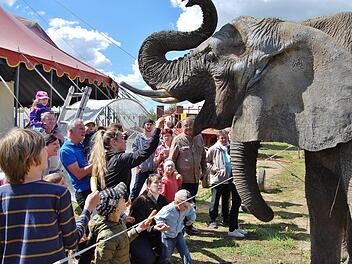 Die Elefanten kannten keine Scheu und ließen sich von Groß und Klein gerne füttern. Foto: Sigismund von Dobschütz