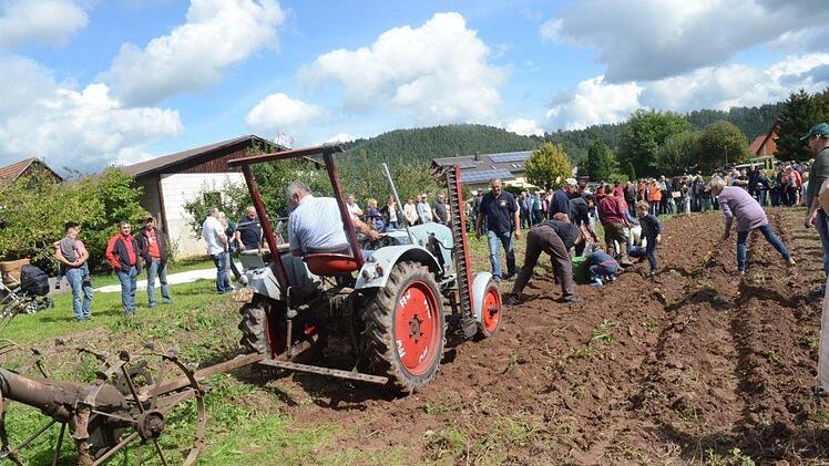 Hans Ziegler brachte mit einer maschinellen Kartoffelgrabgabel die reifen Kartoffeln ans Licht und groß wie klein stürzte sich auf die Erdäpfel. Foto: Karl-Heinz Hofmann