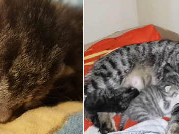 Tierheim Coburg findet Amme für kleine Waisenkatze - Video zeigt rührende erste Begegnung