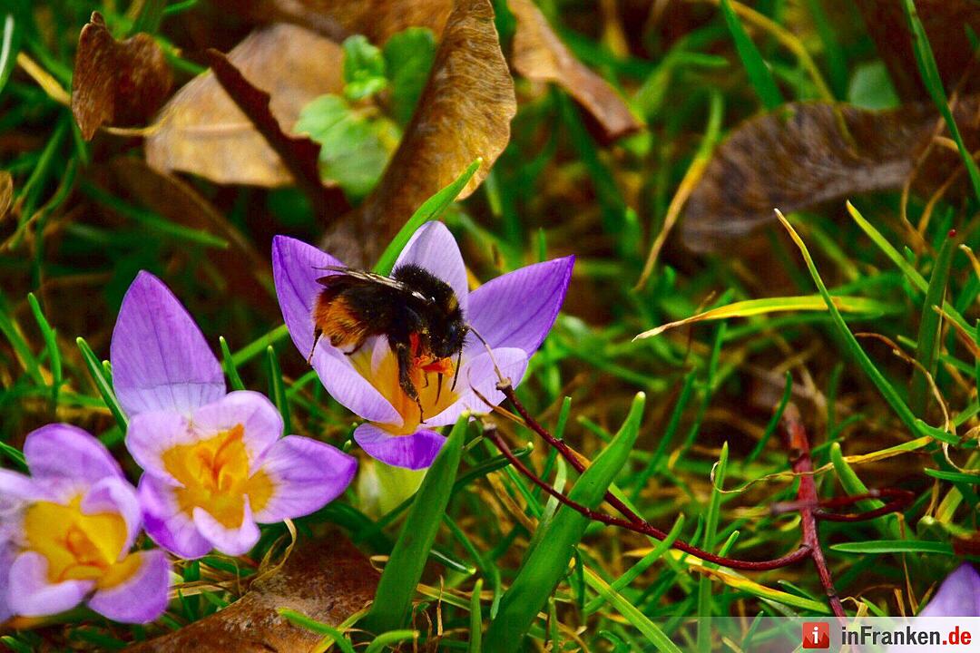 Der Frühling in Franken in Bildern