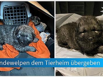 Tierheim Erlangen: Bei einer Kontrolle auf der A3 hat die Verkehrspolizei in einem Auto zwei Hundewelpen entdeckt
