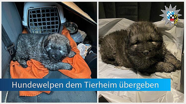 Tierheim Erlangen: Bei einer Kontrolle auf der A3 hat die Verkehrspolizei in einem Auto zwei Hundewelpen entdeckt