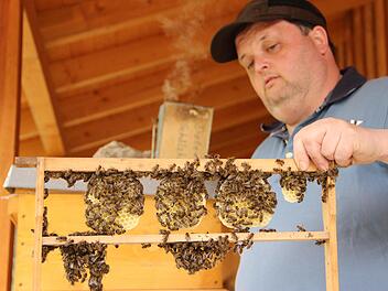 Dieter Schölzke kontrolliert am Lehrbienenstand einen Bienenstock.