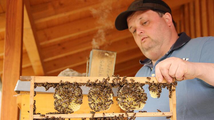 Dieter Schölzke kontrolliert am Lehrbienenstand einen Bienenstock.