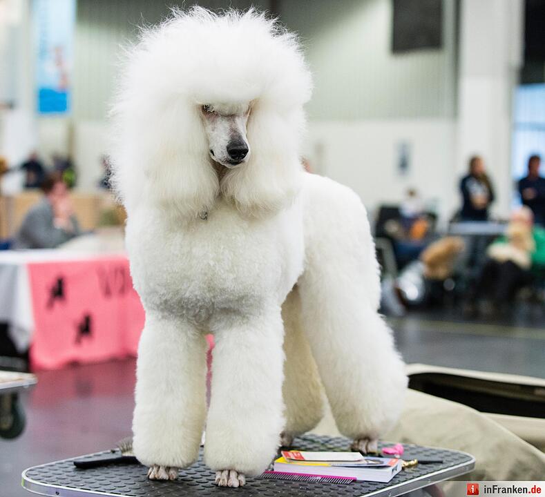 Internationale Rassehunde-Ausstellung «Cacib» in Nürnberg