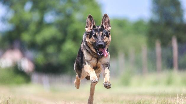 Vielleicht können Hunde in Nürnberg schon bald in umzäunten Freilaufzonen umhertollen. Das schlägt zumindest eine FDP-Politikerin vor. Symbolfoto: pixabay / thpprester