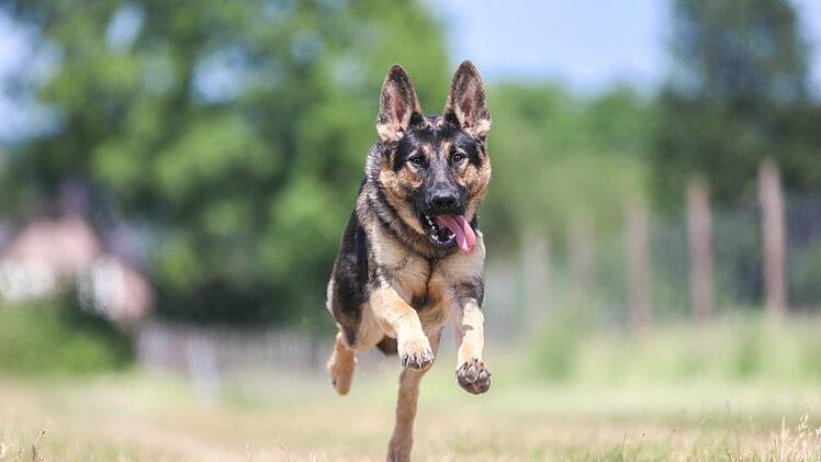 Vielleicht können Hunde in Nürnberg schon bald in umzäunten Freilaufzonen umhertollen. Das schlägt zumindest eine FDP-Politikerin vor. Symbolfoto: pixabay / thpprester