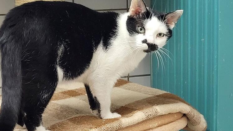 Tierheim Kulmbach mit "Black Friday": Tierschützer stellen besondere Katzen und Hunde vor