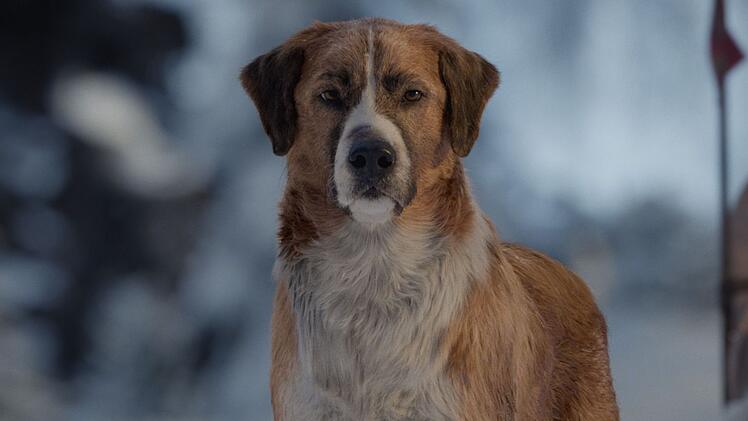 Der in Kalifornien aufgewachsene Buck sieht zum ersten Mal Schnee.