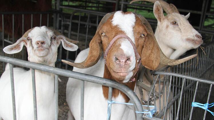 Die Burenziegen sind immer die Lieblinge der Kinder.
