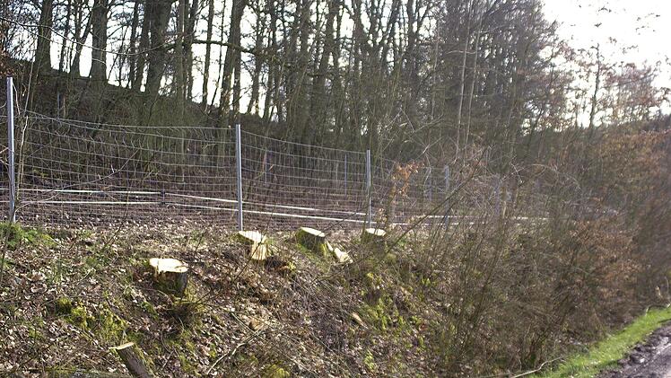 Um die Verkehrssicherung herzustellen ließ die Gemeinde Aura die Bäume am Gartenweg fällen.