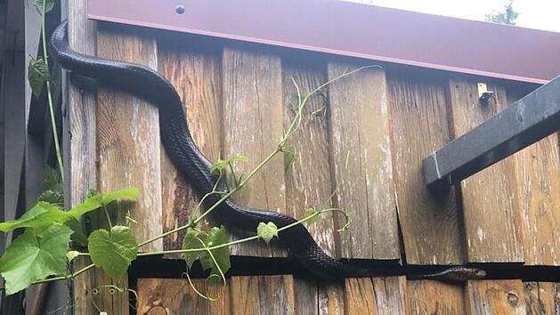 F&uuml;r einige Stunden in Freiheit: die ausgeb&uuml;xte Indigonatter am Holzschuppen im Zeiler Siedlungsgebiet. Feuerwehr Zeil