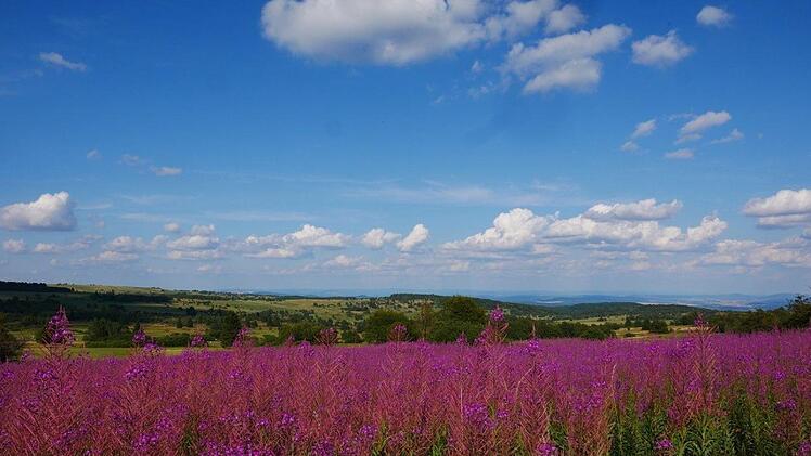 Richtige Blumeninseln bildet das Weidenröschen in der Langen Rhön.Heike Beudert