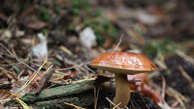 Hier finden Sie Tipps rund um das Thema Waldpilze. Foto: Bodo Schackow/dpa-Zentralbild/dpa