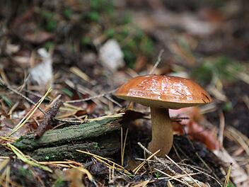 Hier finden Sie Tipps rund um das Thema Waldpilze. Foto: Bodo Schackow/dpa-Zentralbild/dpa