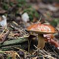 Hier finden Sie Tipps rund um das Thema Waldpilze. Foto: Bodo Schackow/dpa-Zentralbild/dpa
