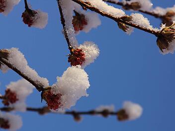 Auch wenn es nicht so aussieht: Der Frühling naht unaufhaltsam. Foto: dpa
