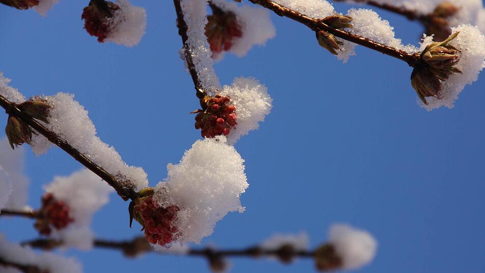 Auch wenn es nicht so aussieht: Der Frühling naht unaufhaltsam. Foto: dpa