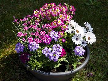 Das Frühjahr ist der beste Zeitpunkt um Zimmerpflanzen umzutopfen. Was beachtet werden muss, erfährst du hier.  Symbolbild: Pauline_17/pixabay.com